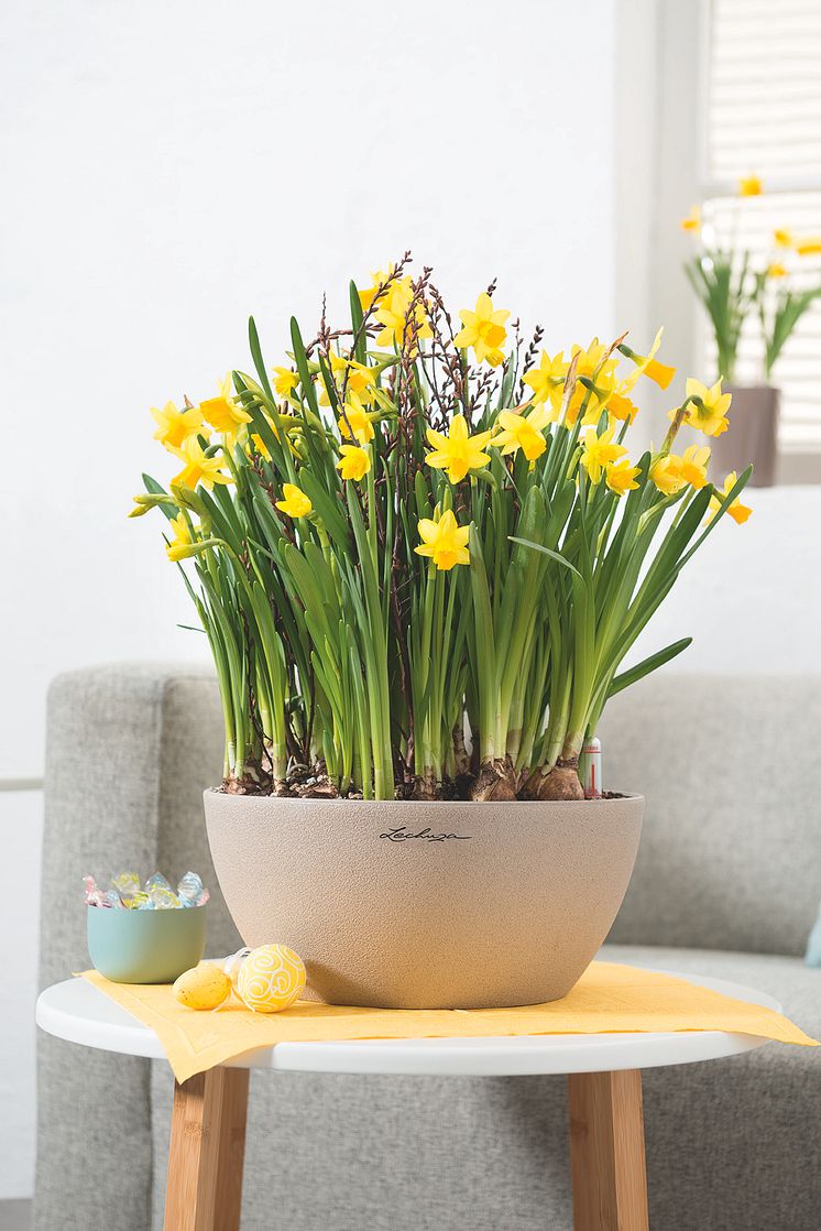 Der Frühling kann kommen mit der Pflanzschale CUBETO 