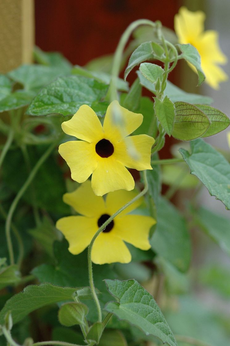 Svartöga, Thunbergia alata