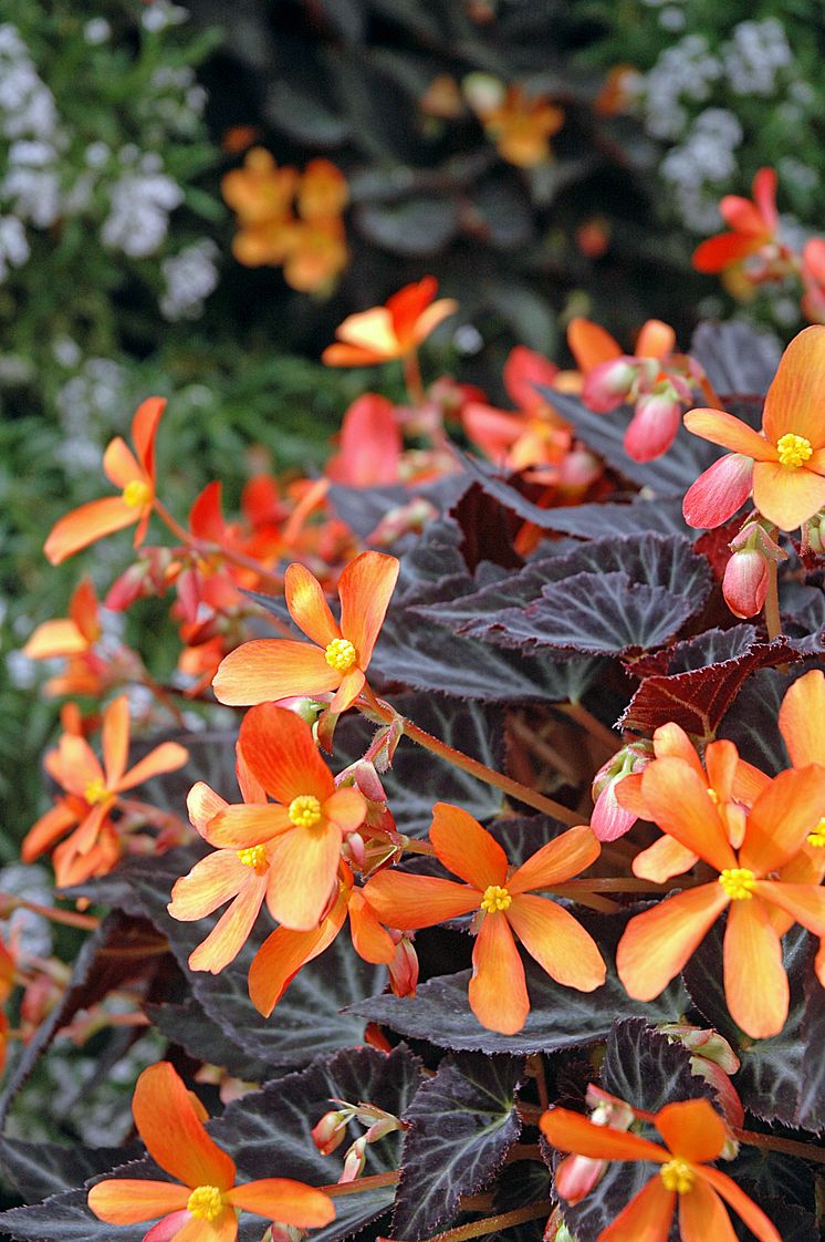 Begonia ´Glowing Embers´