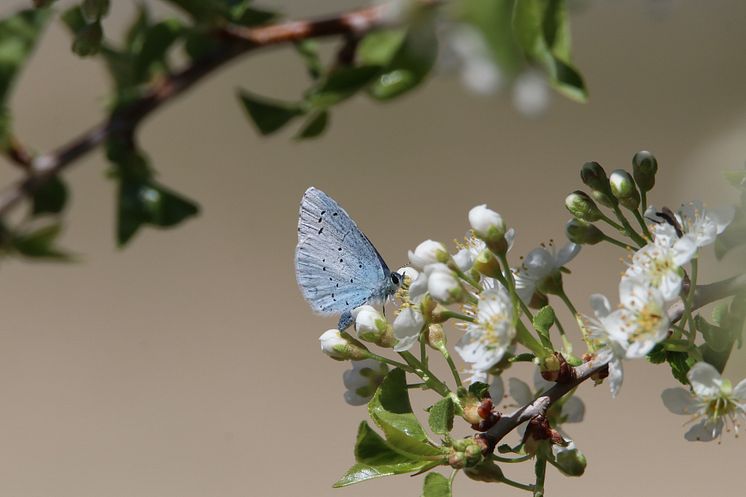 Fjäril o blommor 