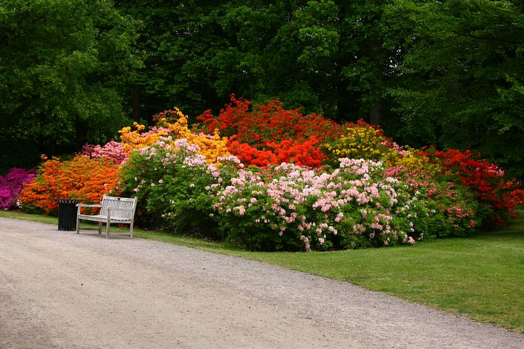 Rhododendron