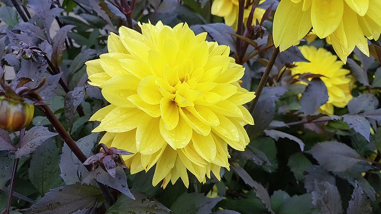 Dekorativdahlia 'Meteorite' . Blomsterlandet 2023