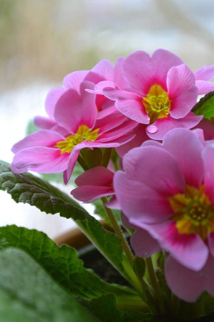 Primula 'Cleopatra'