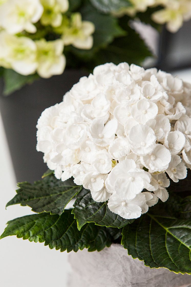 Hortensia - en effektiv luftfuktare med ljuvlig blomning