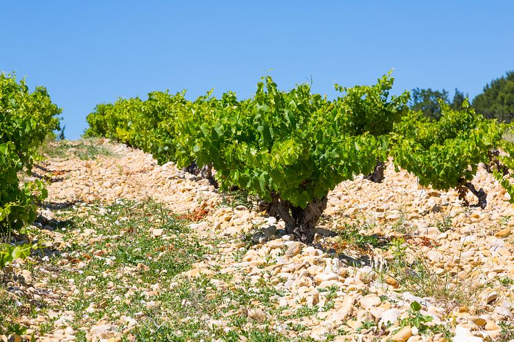 Cave de Cairannes Vineyard