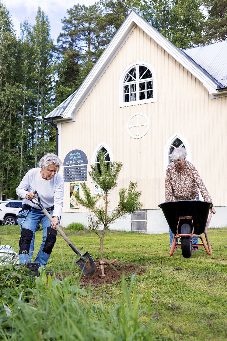 Plantering i Hjoggböle