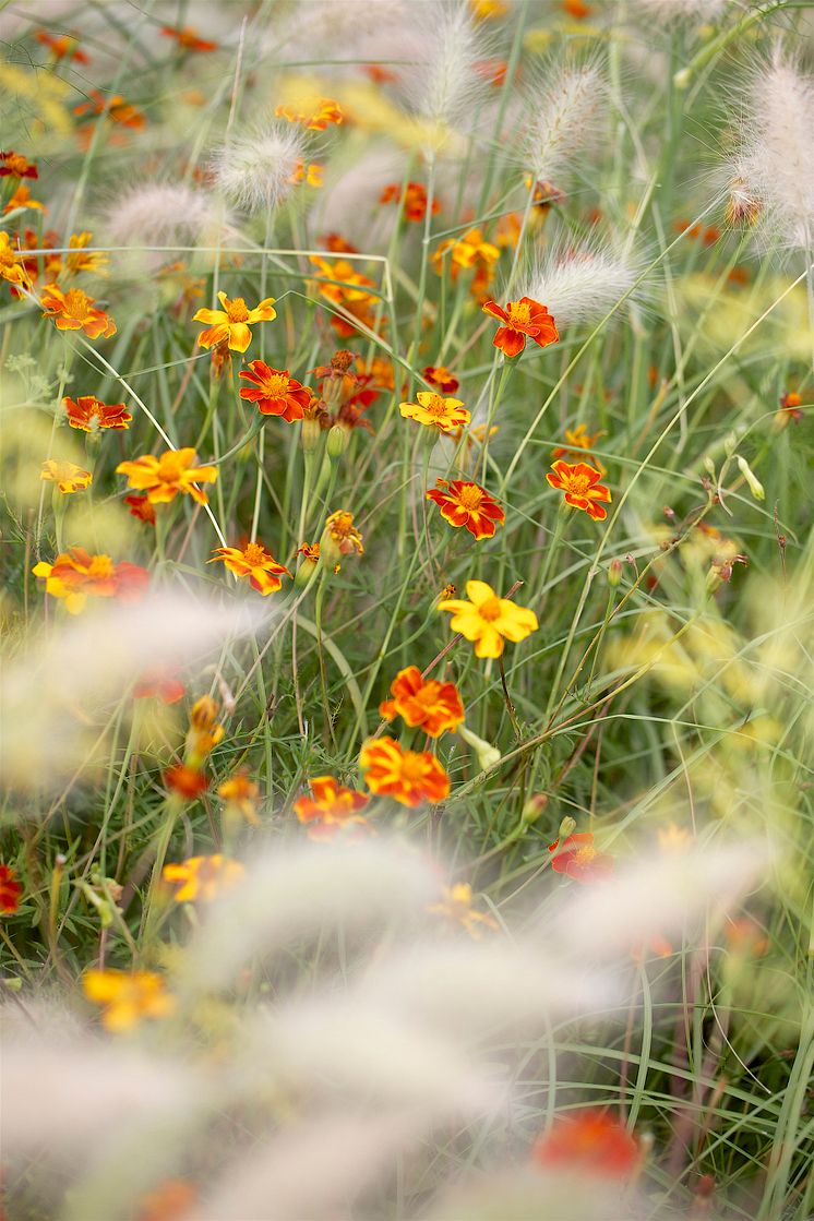 Tagetes-T2020_3308_Blomsterlandet