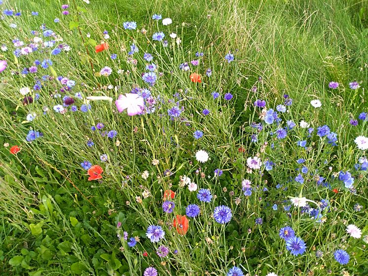 Blomstereng fra et ar Vild med Rebilds projekter