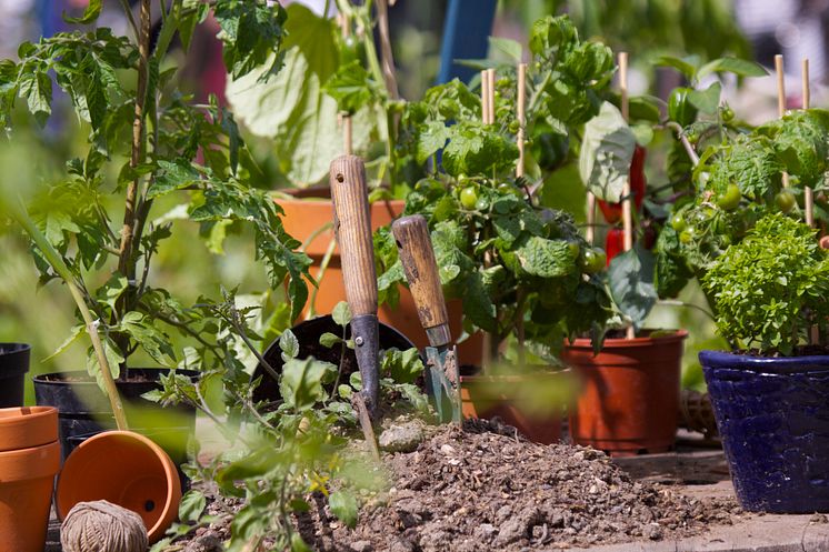 Urban gardening odla