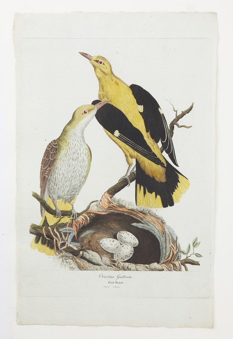  Svensk ornithologie av Anders Sparrman