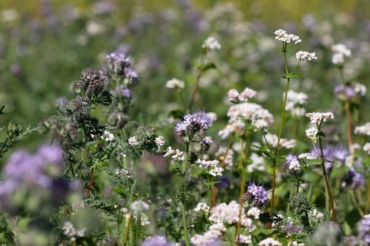 Ettårig blomremsa_biologisk mångfald