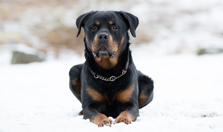 Sköt om tassarna på hunden! 