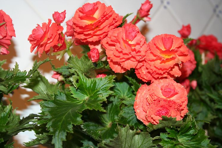 Renaissance begonia