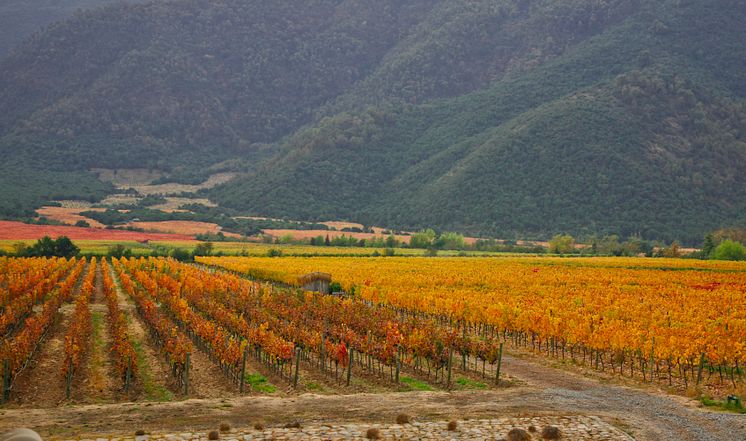 Emiliana organic vineyards 2