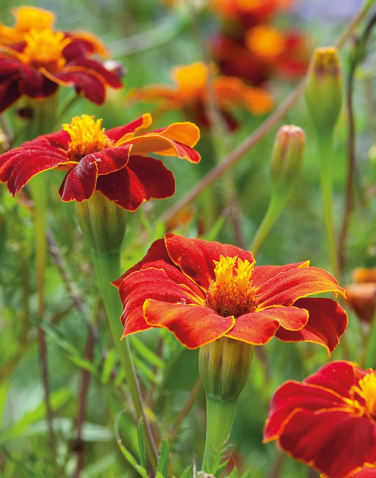 7350_tagetes_burning_embers_p.jpg