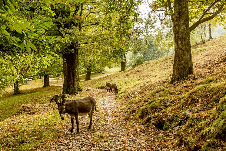 KastanienwegImMalcantone(c)SchweizTourismus_JanGeerk