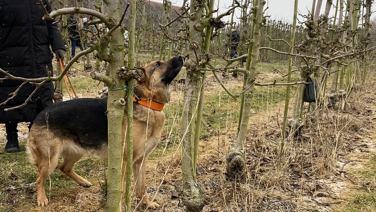 Anette Lindbergh och hunden Edda.