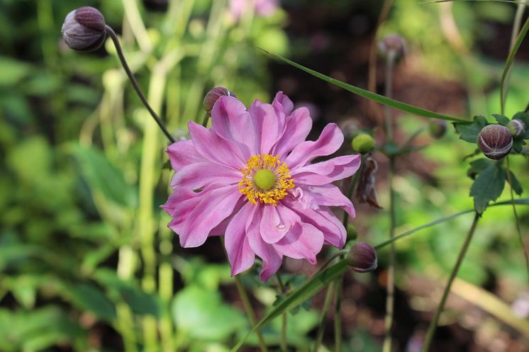 Anemone hybrida  'Pocahontas' NY Höstanemon nyhet 2015!