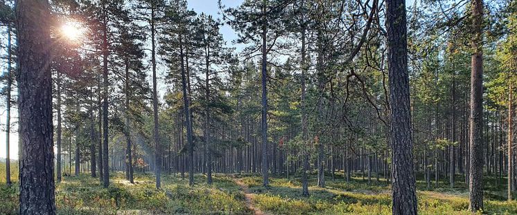 Skogsvårdsåtgärder