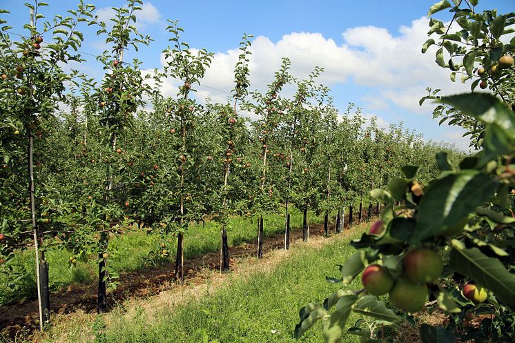 Sächsisches Obstland - Blick in die Plantage