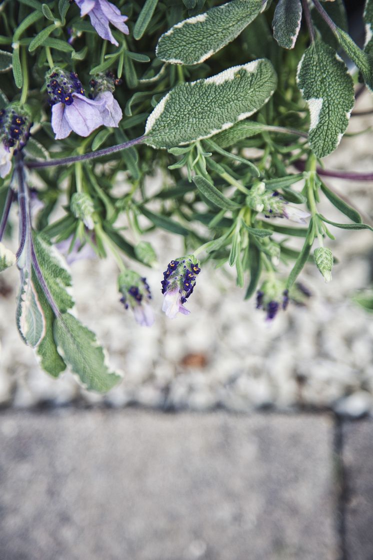 Fjärilslavendel och kryddsalvia, brokbladig, 