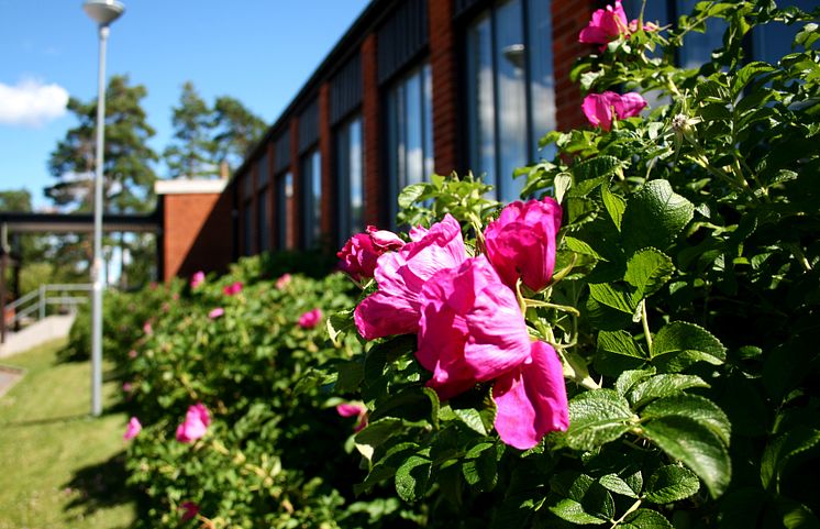 Djurgårdsskolan blomma