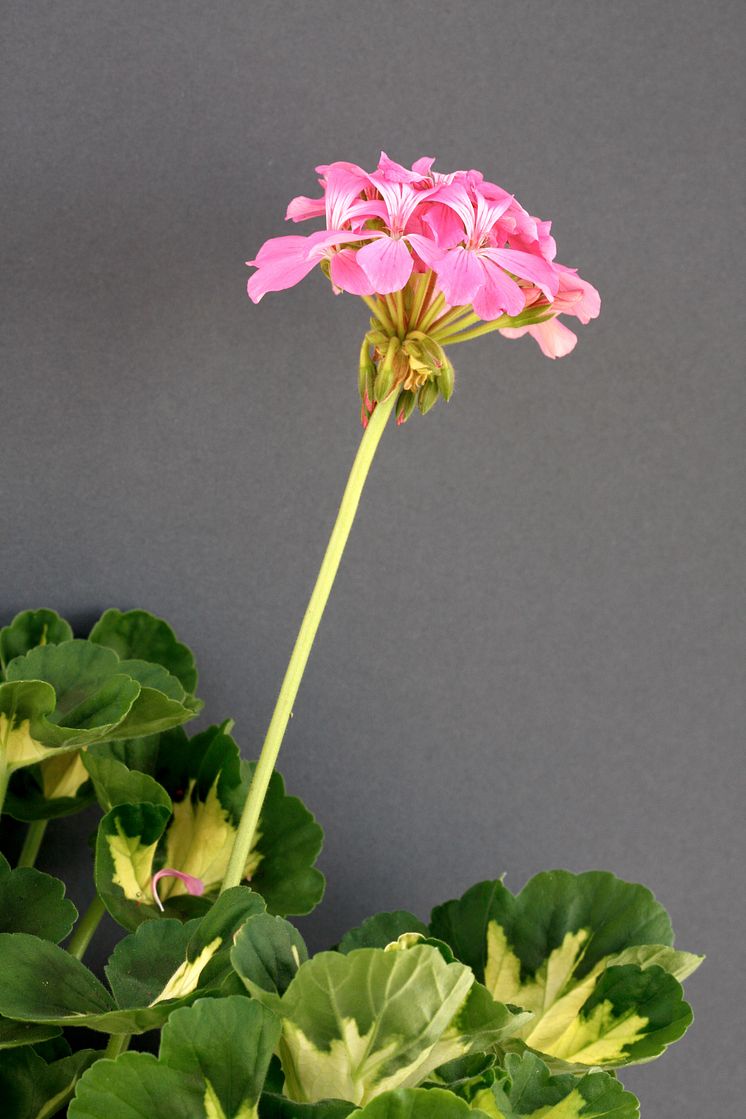 Årets Pelargon 2009 - Pelargonium ’Pink Happy Thought’