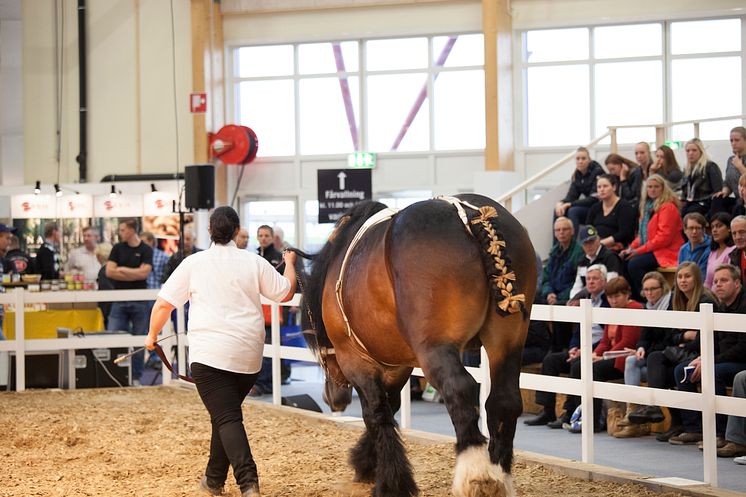 Hästar på lantbruksmässan