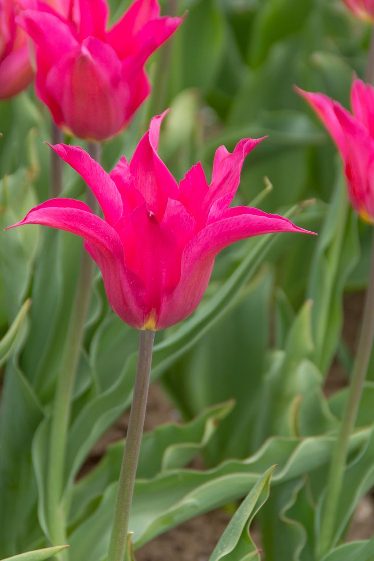 Tulipa Oriental Pearl