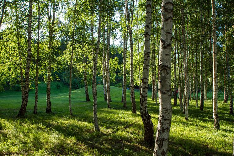 Järva DIscGolfPark (liten)