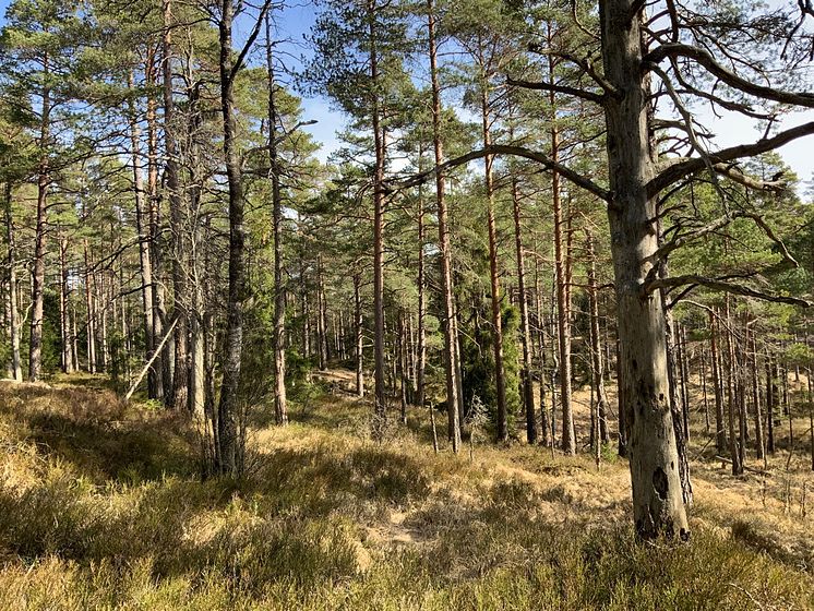 Kroppefjälls norra våtmarker (tallskog)