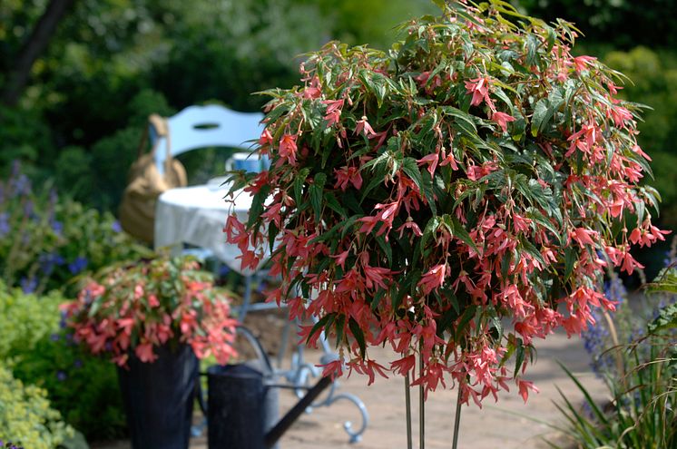 Begonia boliviensis Summerwings Boliviabegonia 