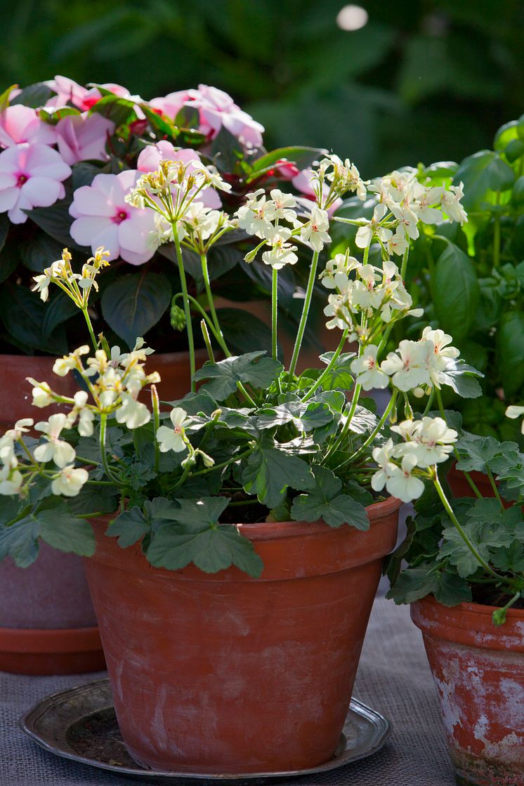 Årets Pelargon 2012 Pelargonium 'First Yellow' 3