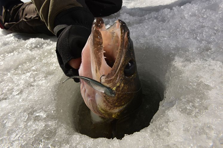 High res image - Raymarine - Ice Fishing Lifestyle