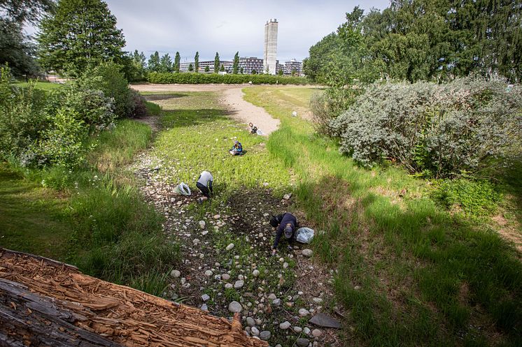 Vannspeilet i middelalderparken rydding