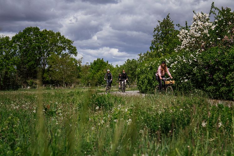 Ruppiner Seenland_Radtour_C_TMB-Fotoarchiv_Madlen Krippendorf