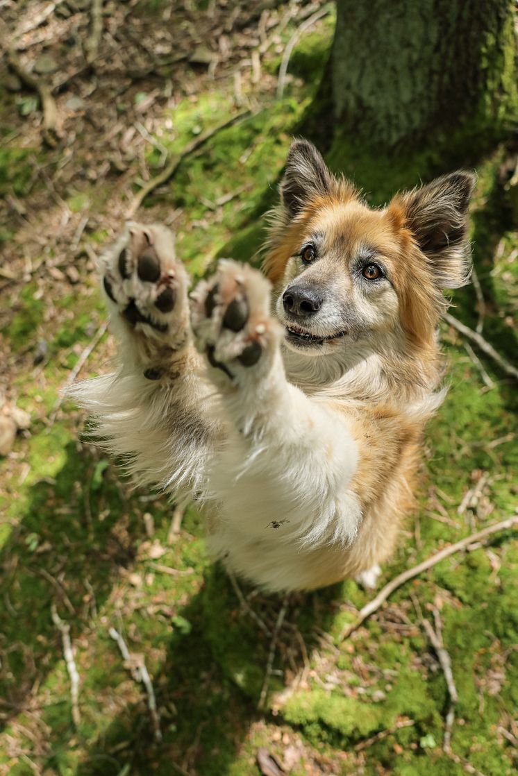 Canon_EOS R5 MKII_Sample_Dog_Robert Marc Lehmann_1[1].jpg