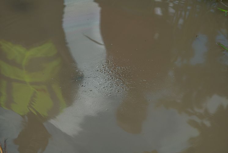 A drop of Aquatain dropped in a rice field