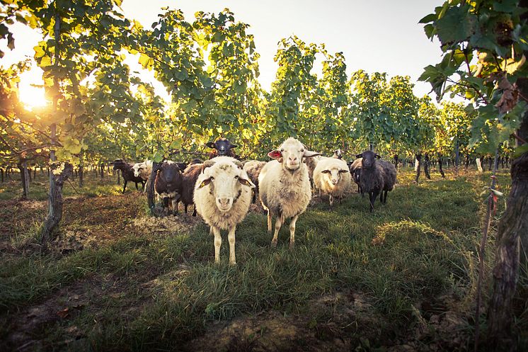 schafe_biodynamisch_weingut-loimer.jpg