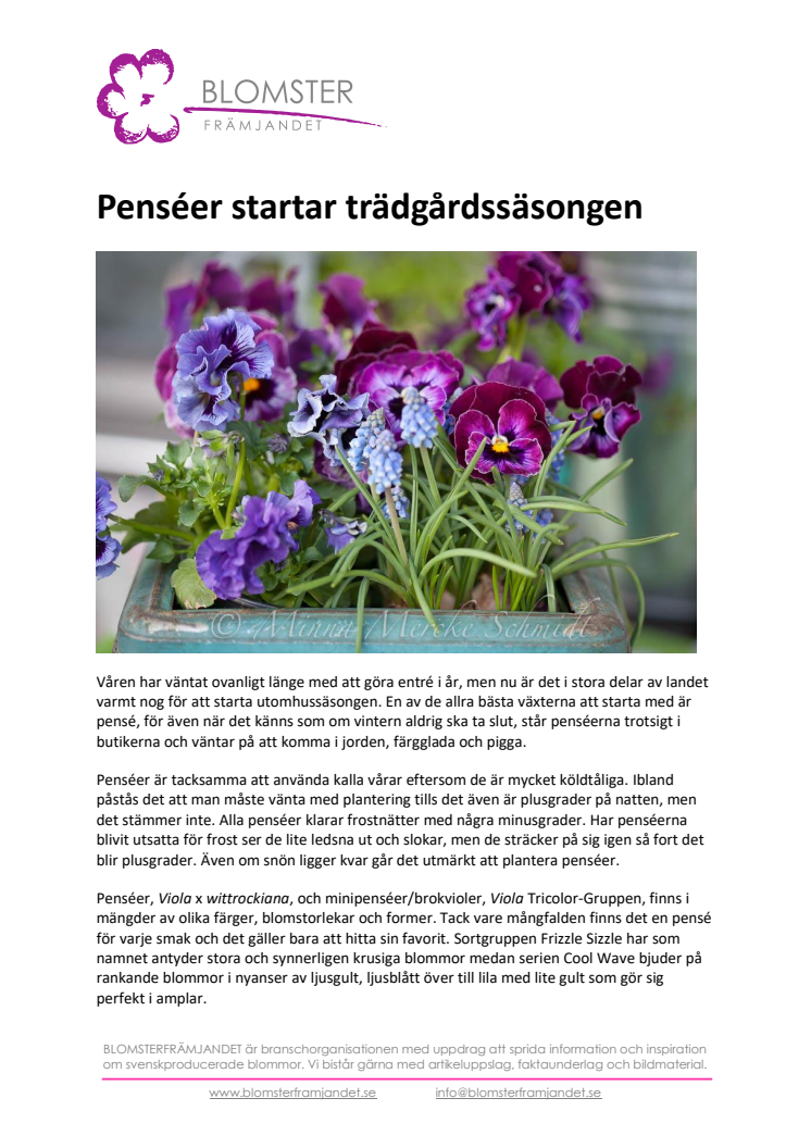 Penséer startar trädgårdssäsongen