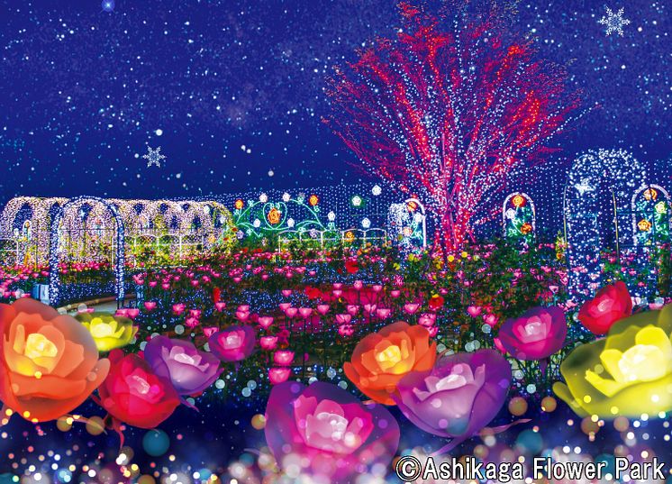 Ashikaga Flower Park Flower Fantasy – A Light Flower Garden(2)