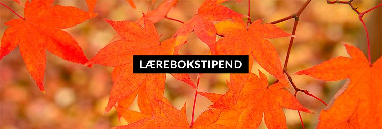 Landing-Lærebokstipend-autumn.jpg