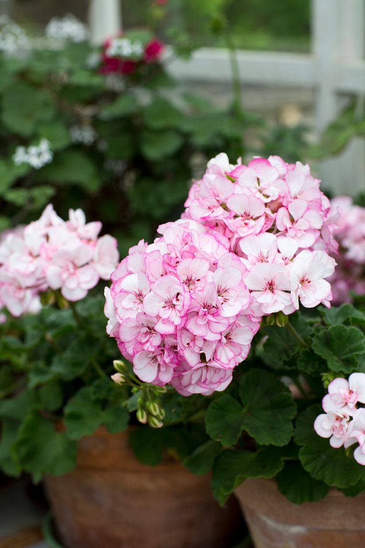 Pelargonium ´Picotee Pink´