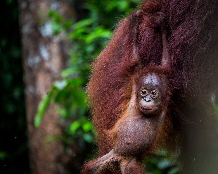En ung orangutang i Tanjung Puting nationalpark, södra Borneo. ©Johan Lind/N