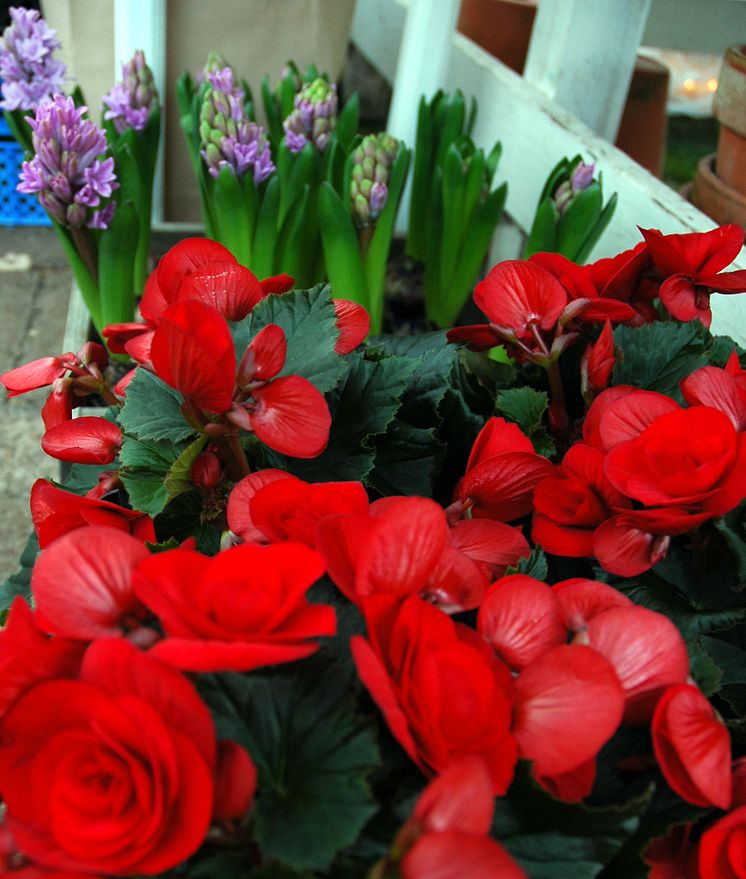 Storblommig Begonia - en av de sju som ger en fröjdefull jul