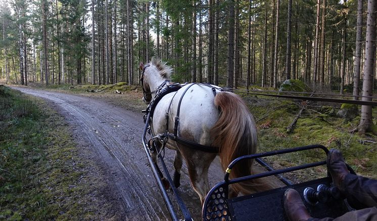 Skogskörning med häst.