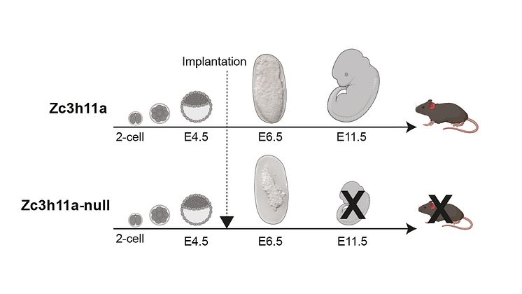 ZC3H11A Schematic illustration 