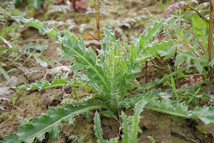 08_Creeping thistle_Cirsium_arvense_Neudorff.jpg