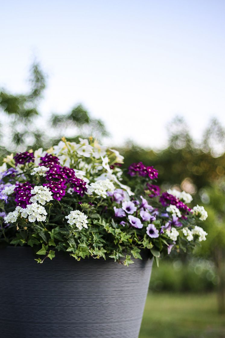 Trädgårdsverbena, petunia, blomstertobak och murgröna