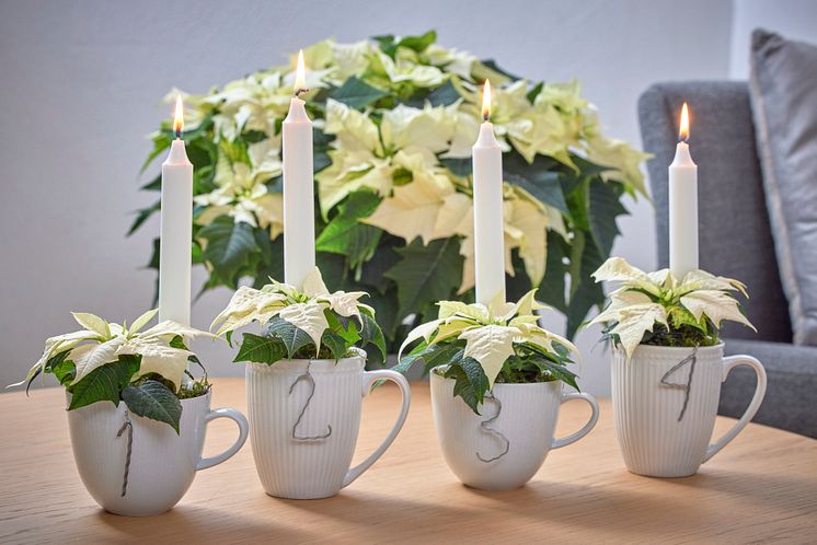 Julblommor_2024_klassiska_vita